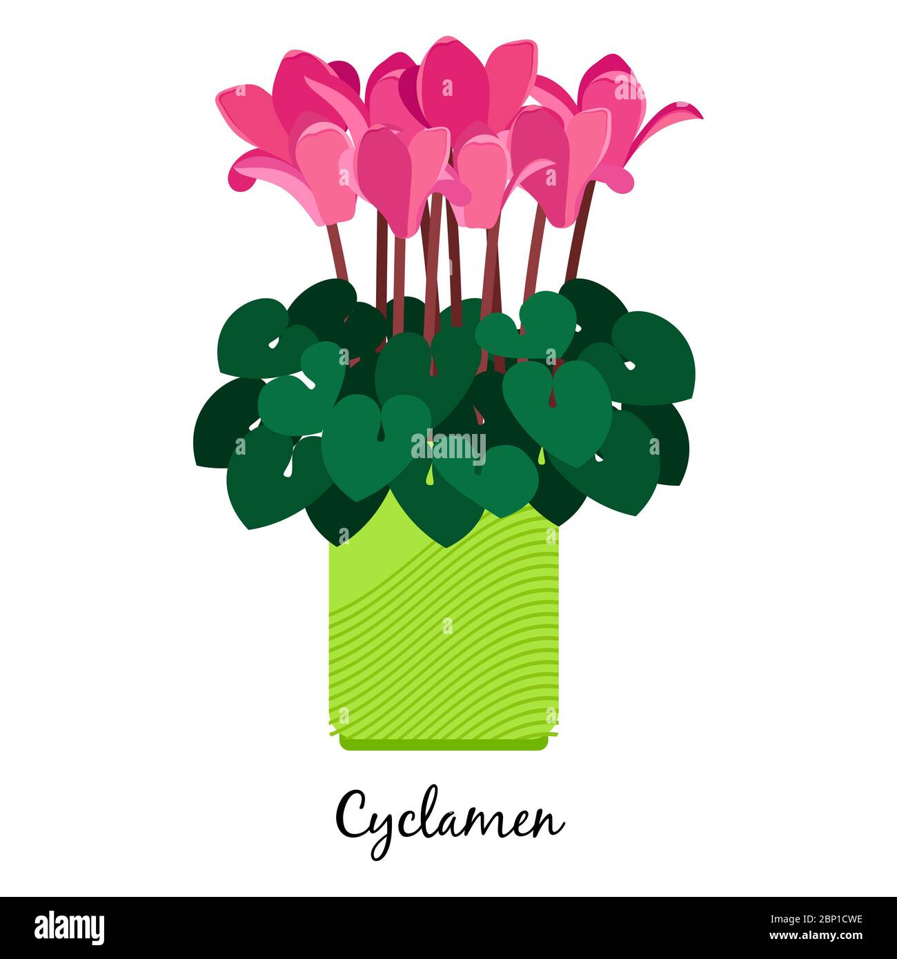 Cyclamen plant in pot isolated on the white background, vector illustration Stock Vector