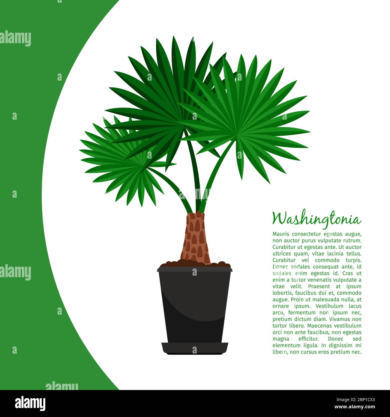 Washingtonia indoor plant in pot banner template, vector illustration Stock Vector