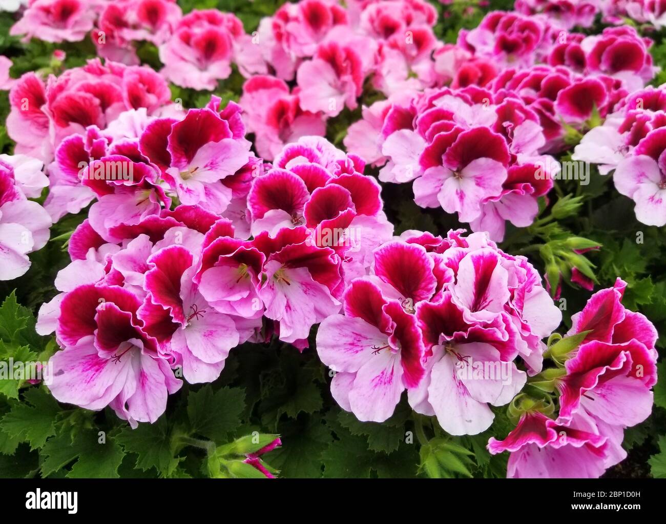 Beautiful bicolor Regal Geranium flowers blooming in the Spring Stock Photo Alamy