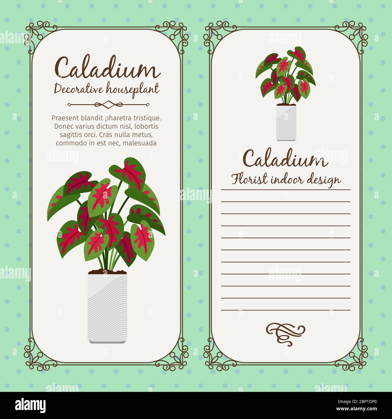 Vintage label template with decorative caladium plant in pot, vector