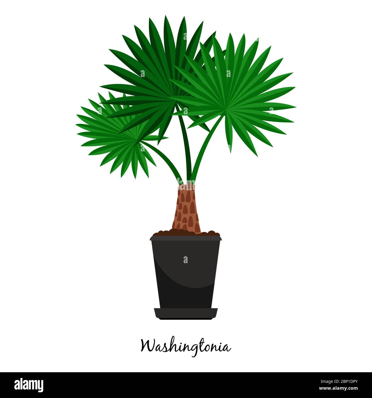 Washingtonia plant in pot isolated on the white background, vector illustration Stock Vector