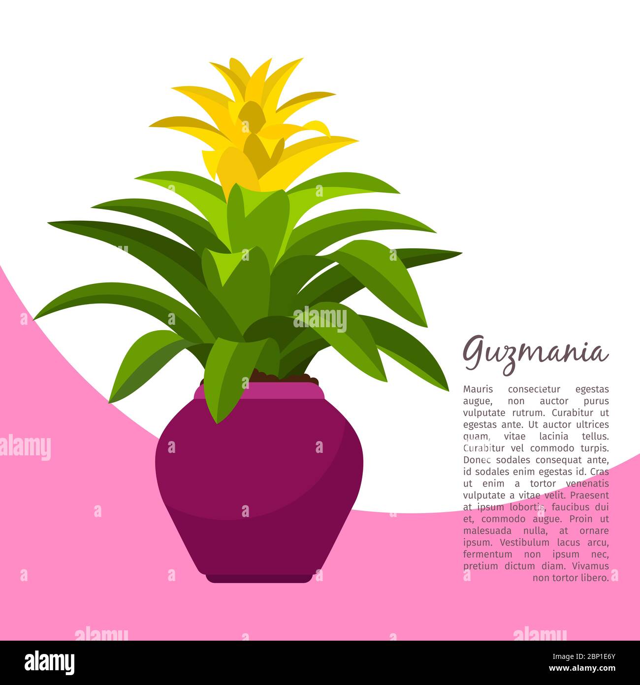 Guzmania indoor plant in pot banner template, vector illustration Stock Vector