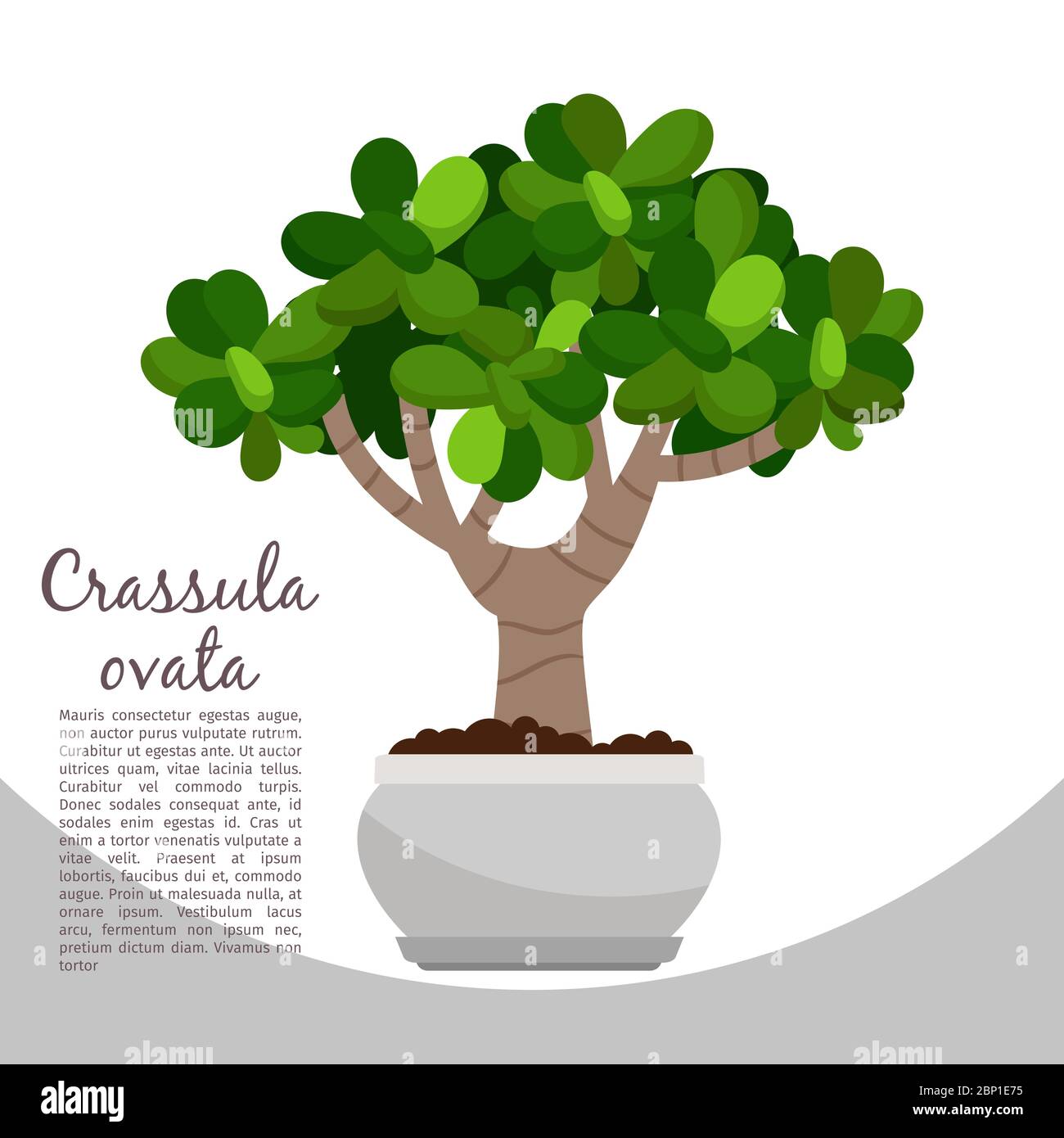 Crassula ovata indoor plant in pot banner template, vector illustration Stock Vector