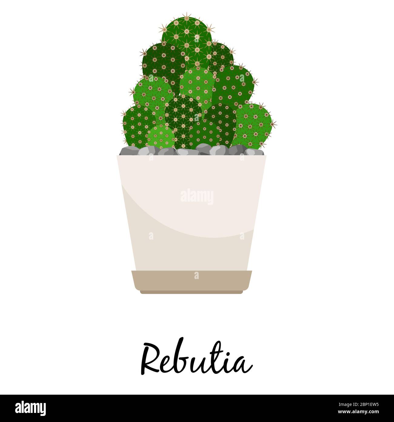 Rebutia cactus in pot isolated on the white background, vector illustration Stock Vector