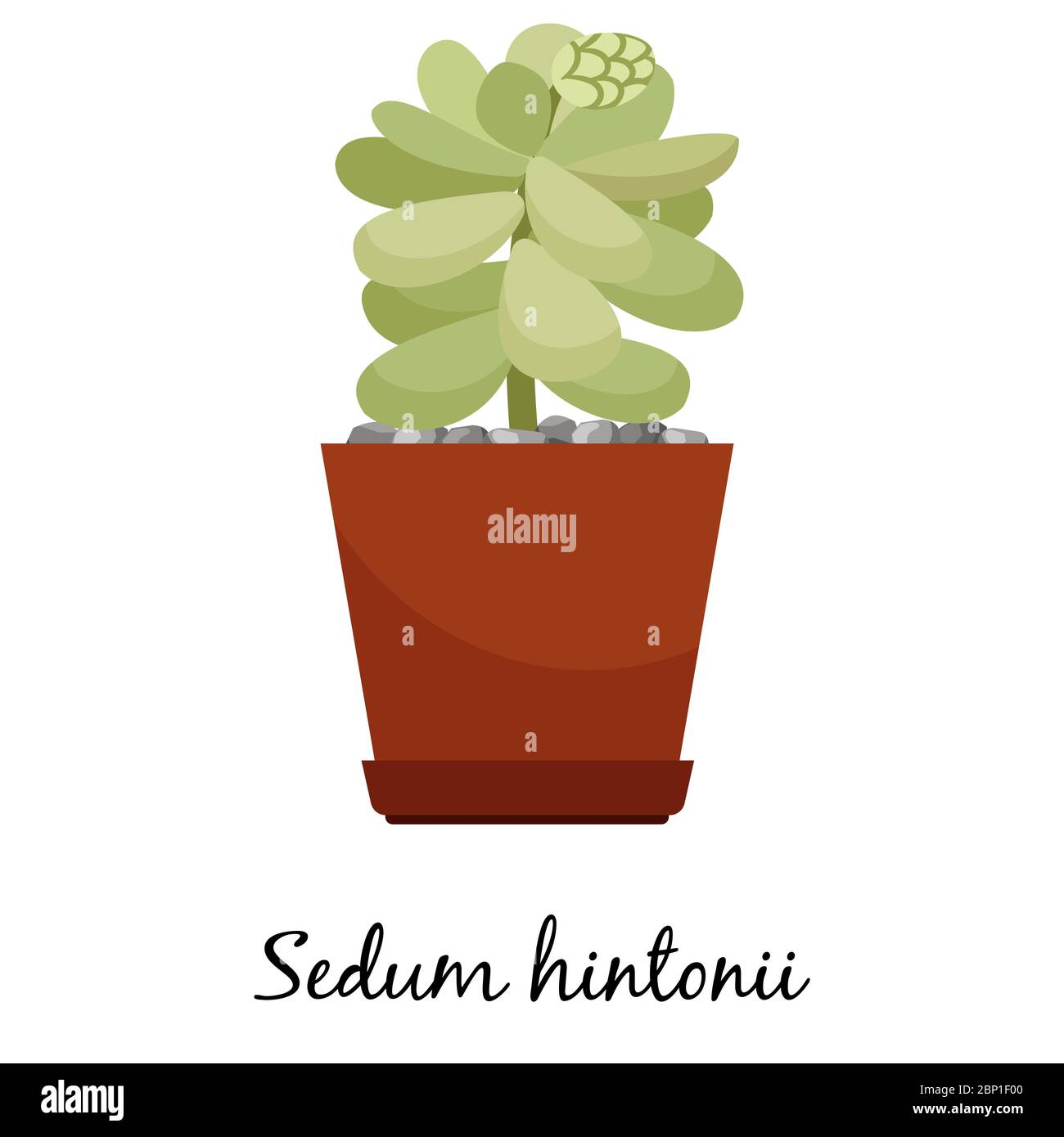 Sedum hintonii cactus in pot isolated on the white background, vector illustration Stock Vector