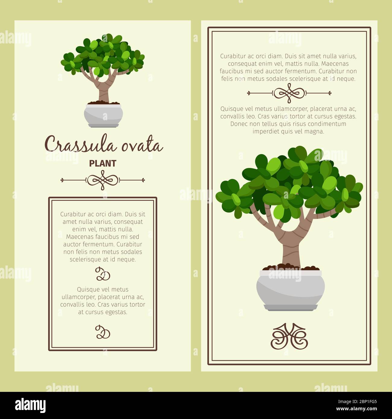 Greeting card with crassula ovata decorative plant, square frame. Vector illustration Stock Vector