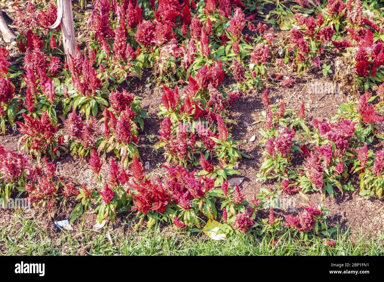 Celosia flowers in a garden Stock Photo