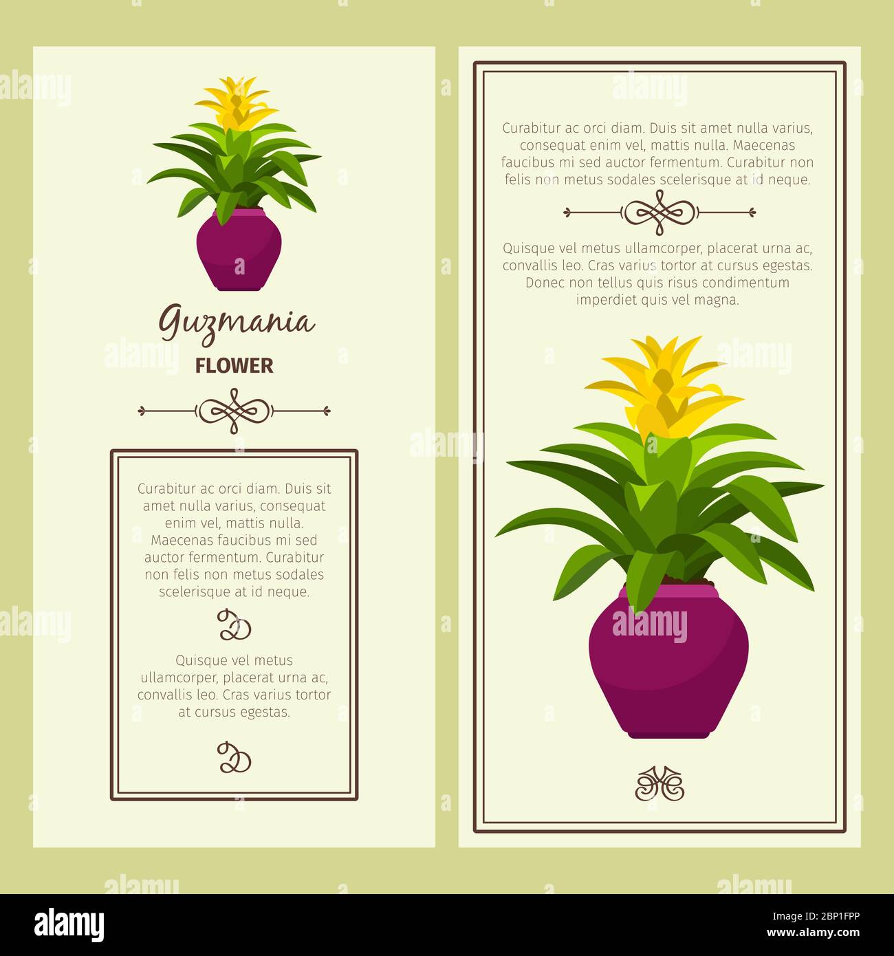 Guzmania flower in pot vector advertising banners for shop design Stock Vector