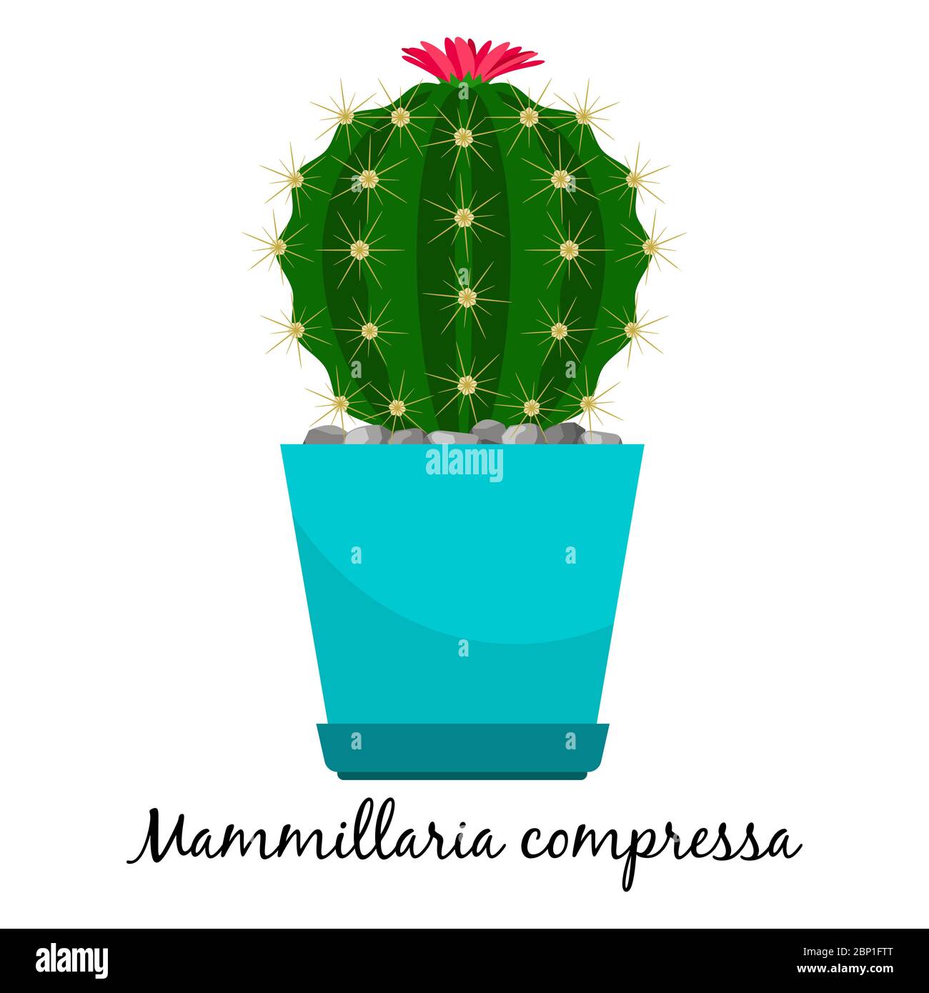 Mammillaria compressa cactus in pot isolated on the white background, vector illustration Stock Vector
