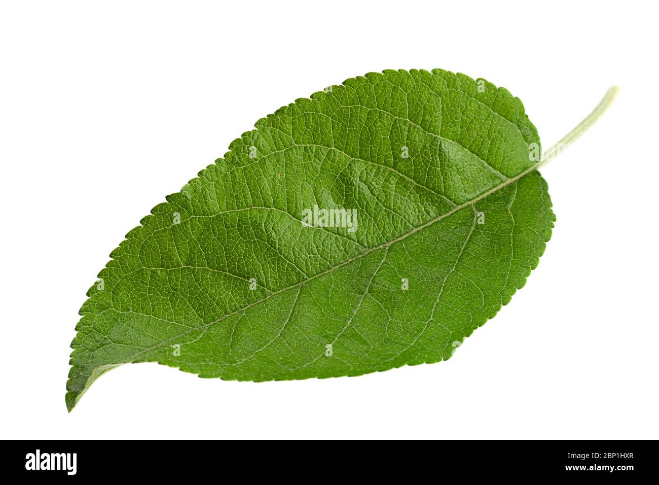 Apple leaf isolated on white background Stock Photo