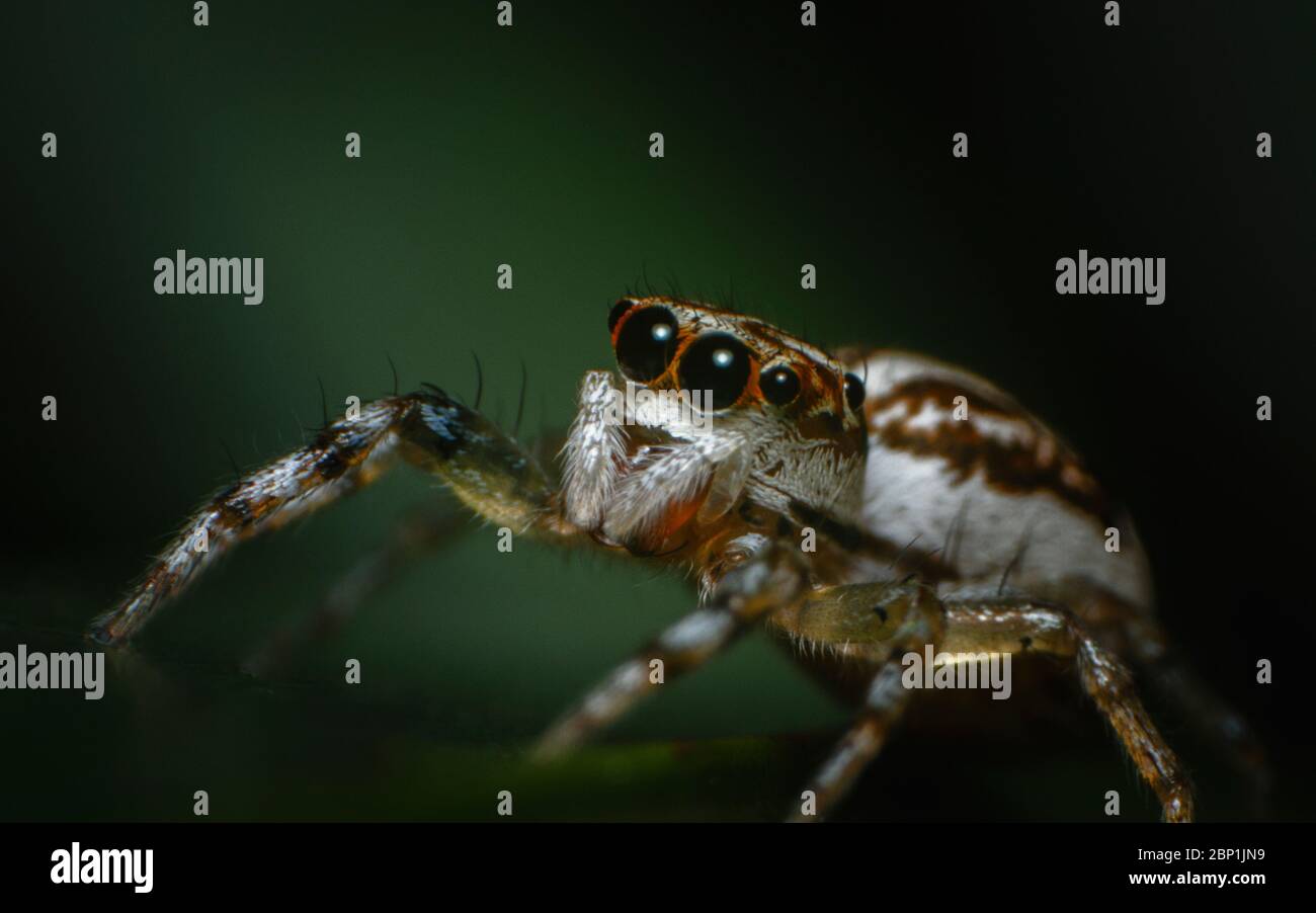 Super macro shot jumping spider on the leaf Stock Photo