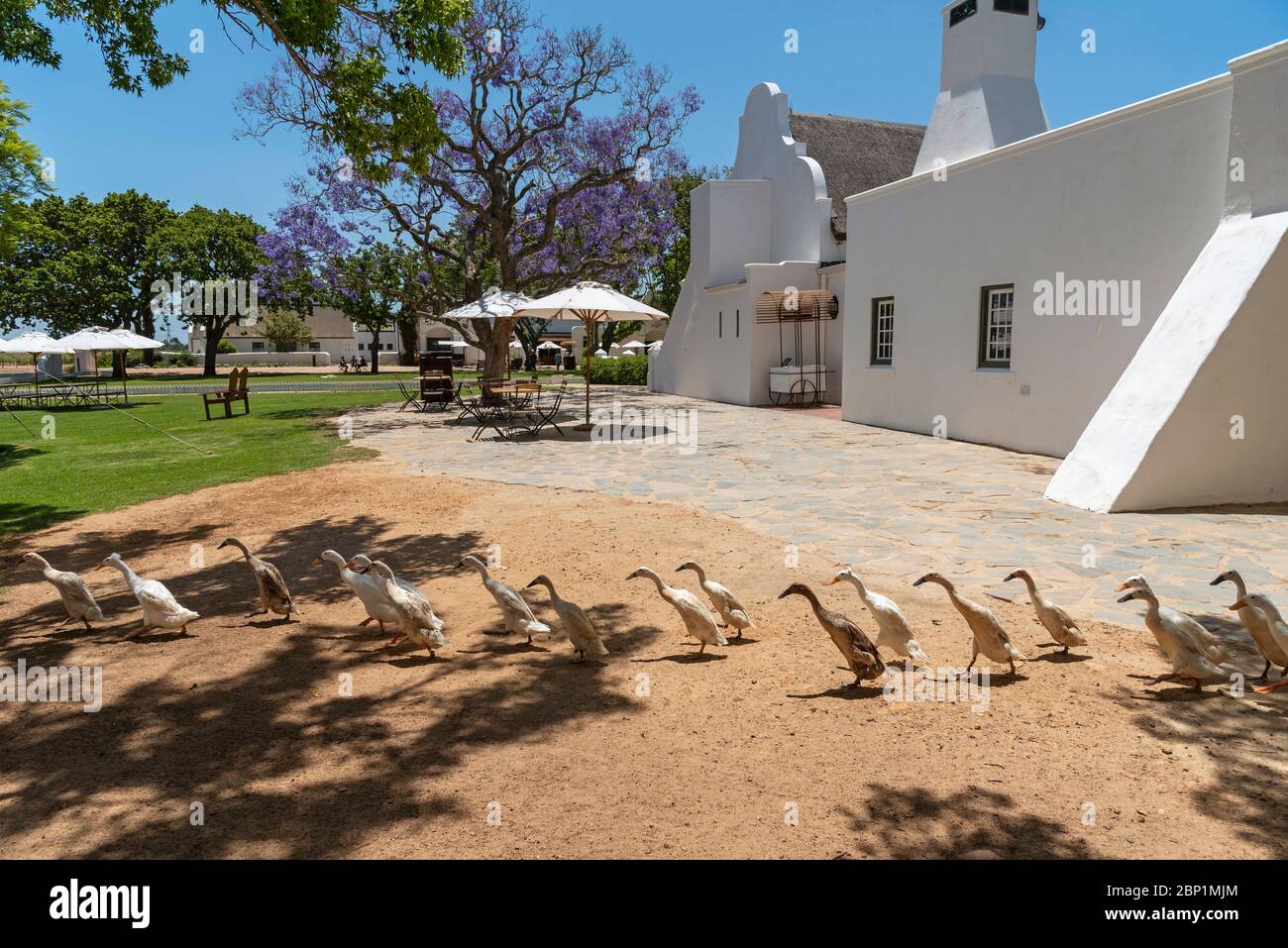 Faure, Stellenbosh, South Africa. Dec 2019. A flock of Indian Runner