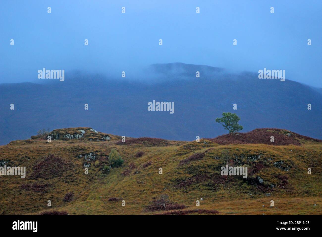 Lone tree on hilltop near Glenfinnan Viaduct, Scotland Stock Photo