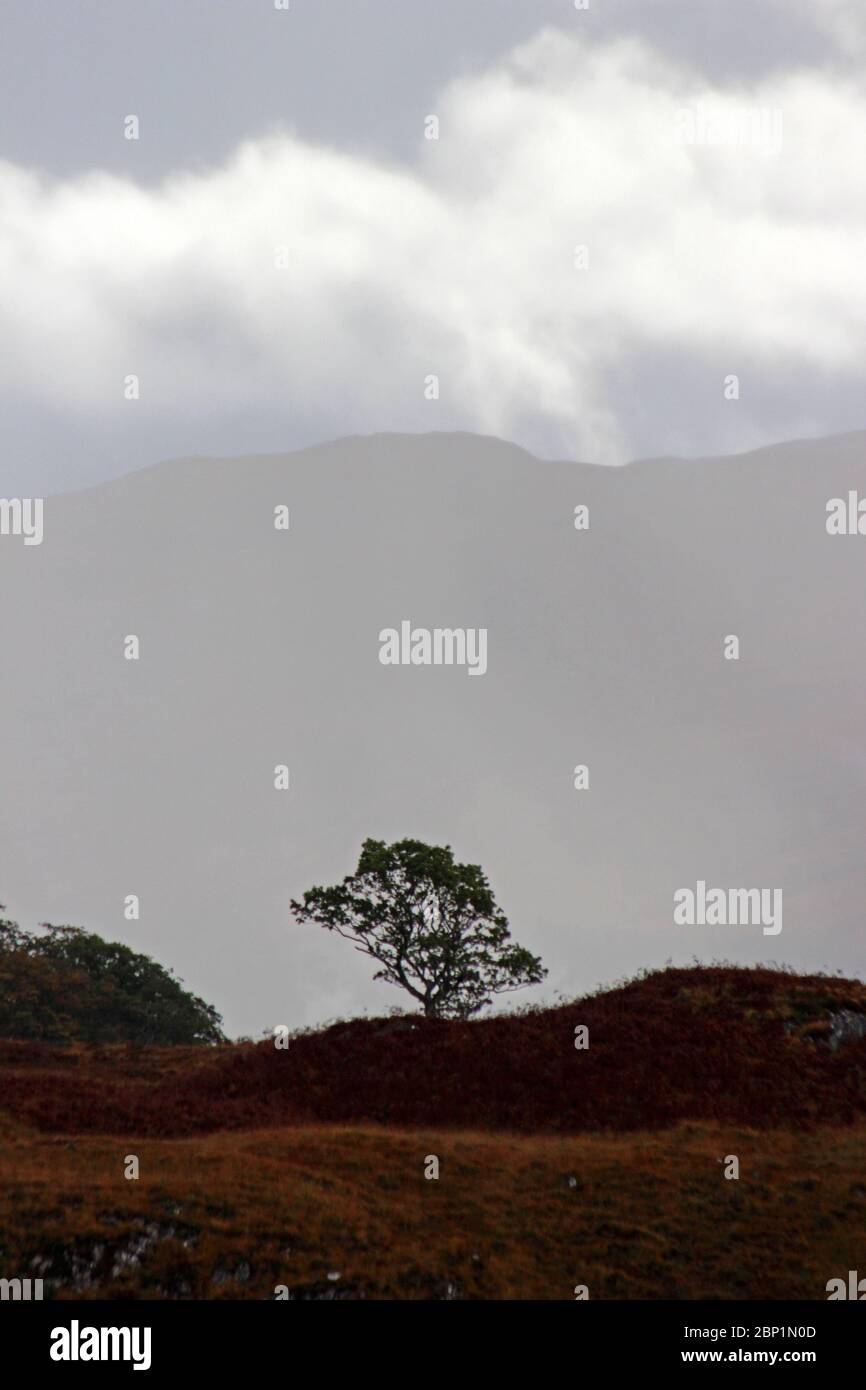 Lone tree on hilltop near Glenfinnan Viaduct, Scotland Stock Photo