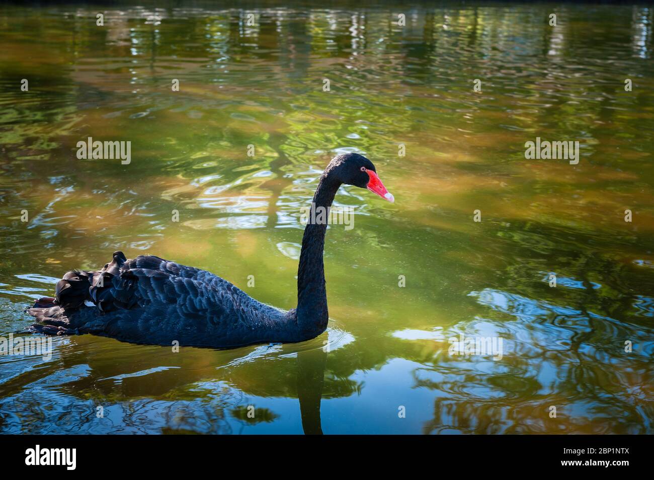Cygnus atratus Black Swan Stock Photo