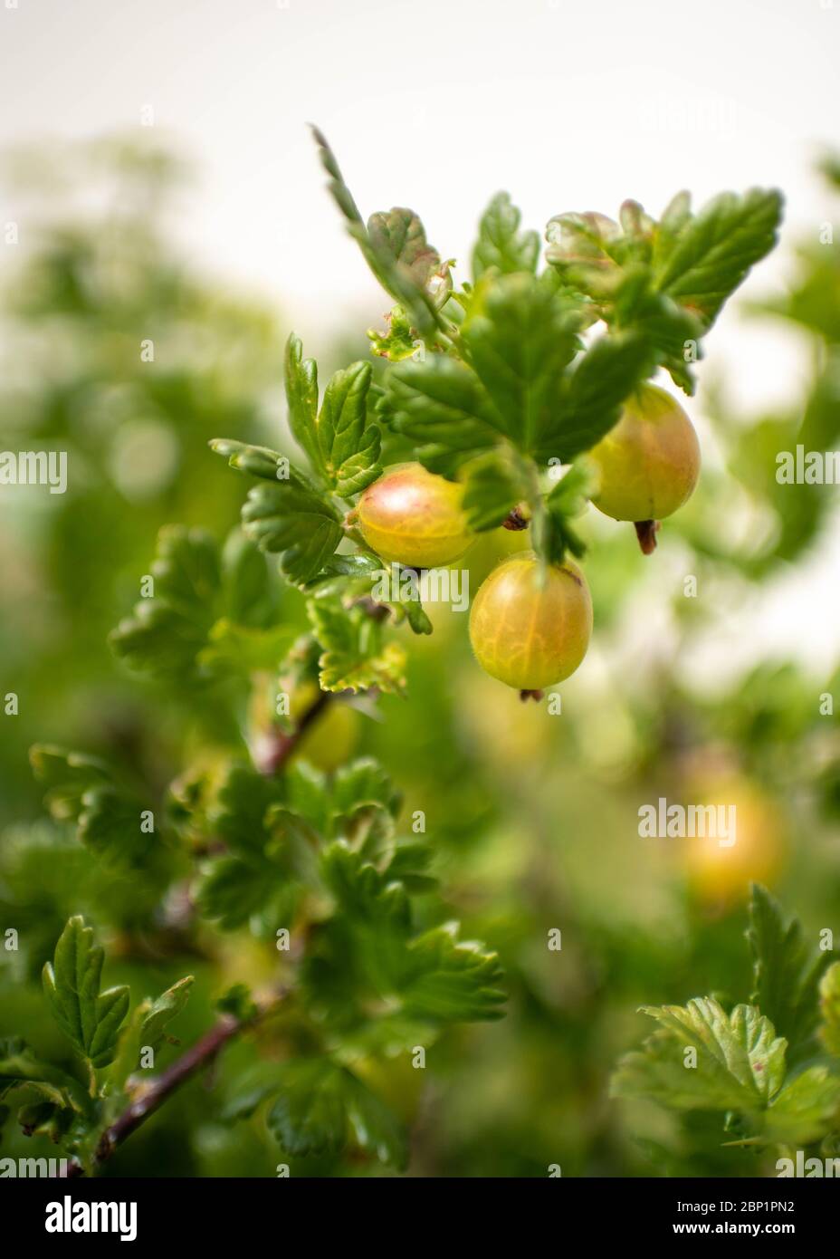 Gooseberries on Gooseberry bush in Devon, UK, May 2020 Stock Photo