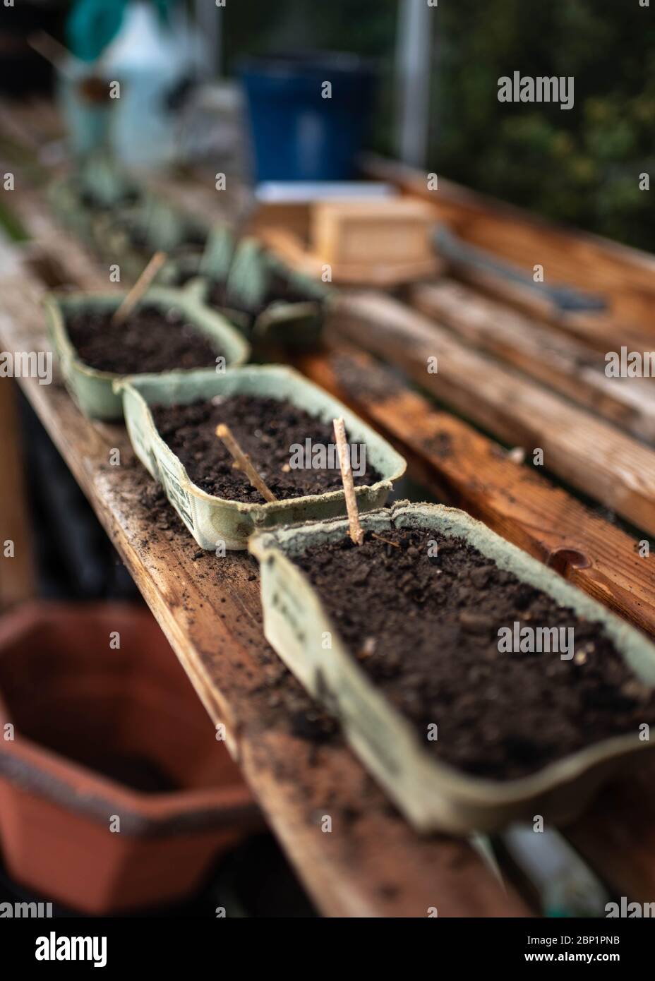 Seeds planted in soil in egg boxes on a wooden shelf in a greenhouse in Devon, UK - May 2020 Stock Photo