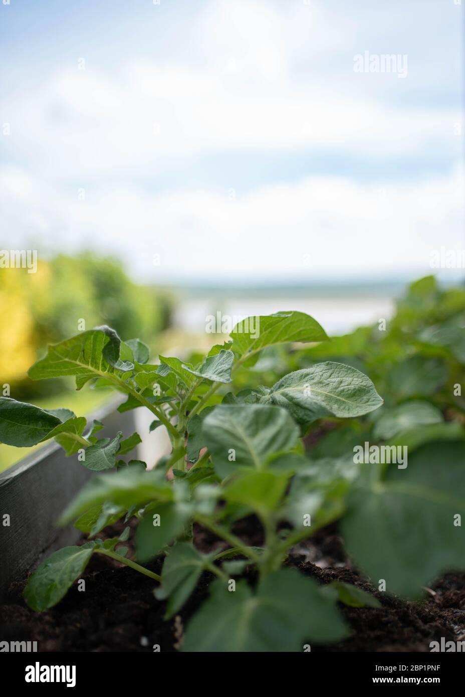 Leaves of potato plant growing outside in vegetable trough with blue skies - May 2020 - Devon UK Stock Photo