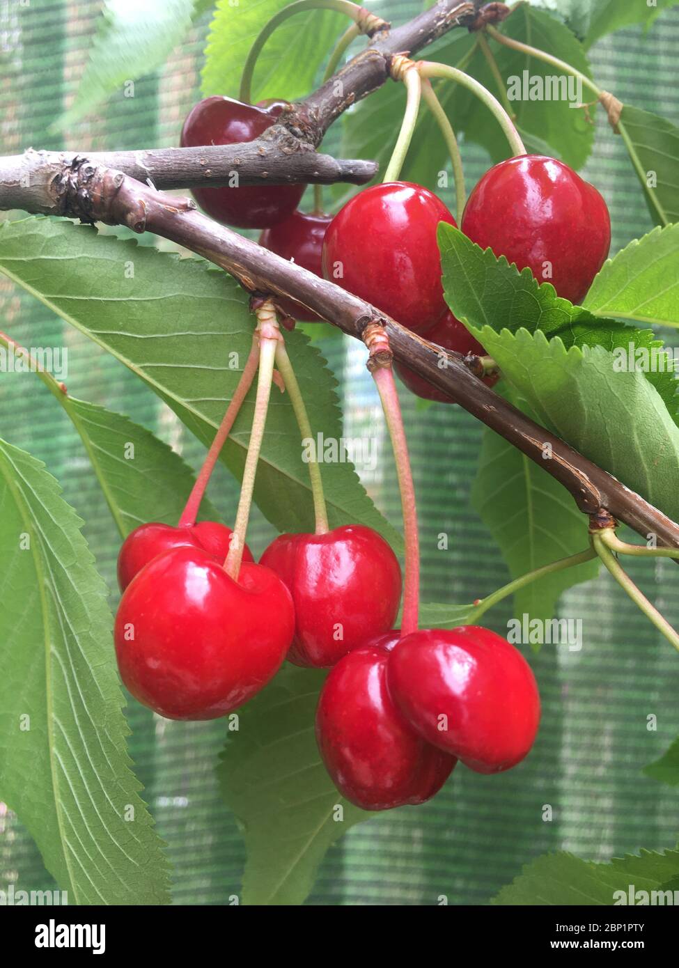 Cherry fruits on the tree Stock Photo