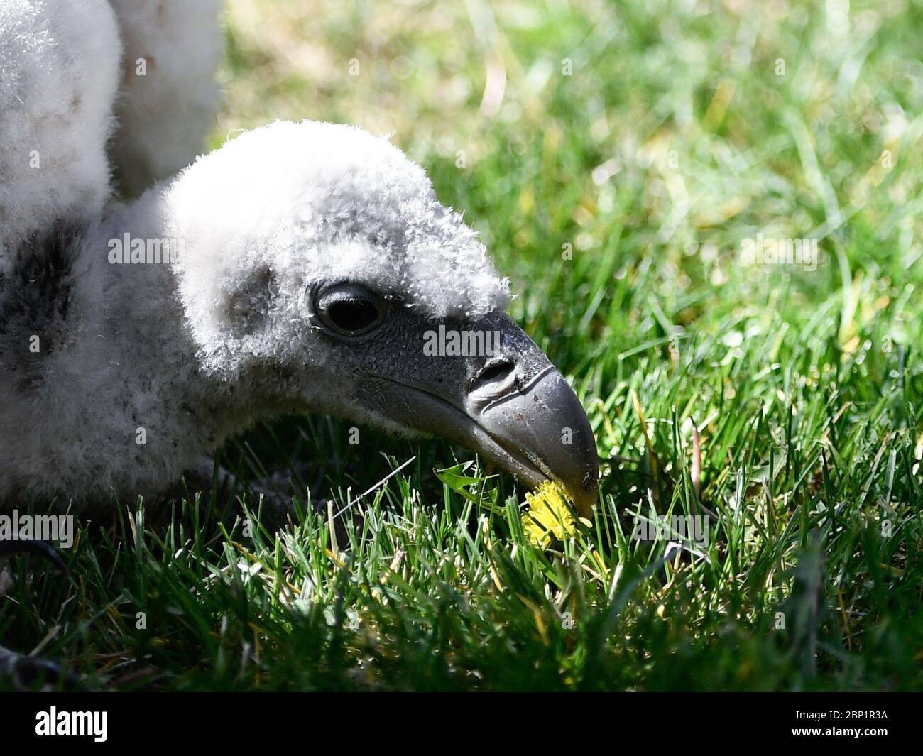 Xining. 17th May, 2020. Photo taken on May 17, 2020 shows a captive-bred Himalayan vulture at the Xining Wildlife Park in Xining, northwest China's Qinghai Province. Two captive-bred Himalayan vultures made their public appearance at the Xining Wildlife Park on Sunday. The two baby birds, both in good physical conditions, are the third and fourth existing captive-bred Himalayan vultures across the country. Credit: Zhang Long/Xinhua/Alamy Live News Stock Photo