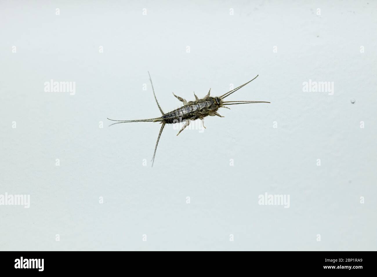 Photo of the Latin name Lepisma saccharina insect taken on white wall. Macro shotting. Stock Photo