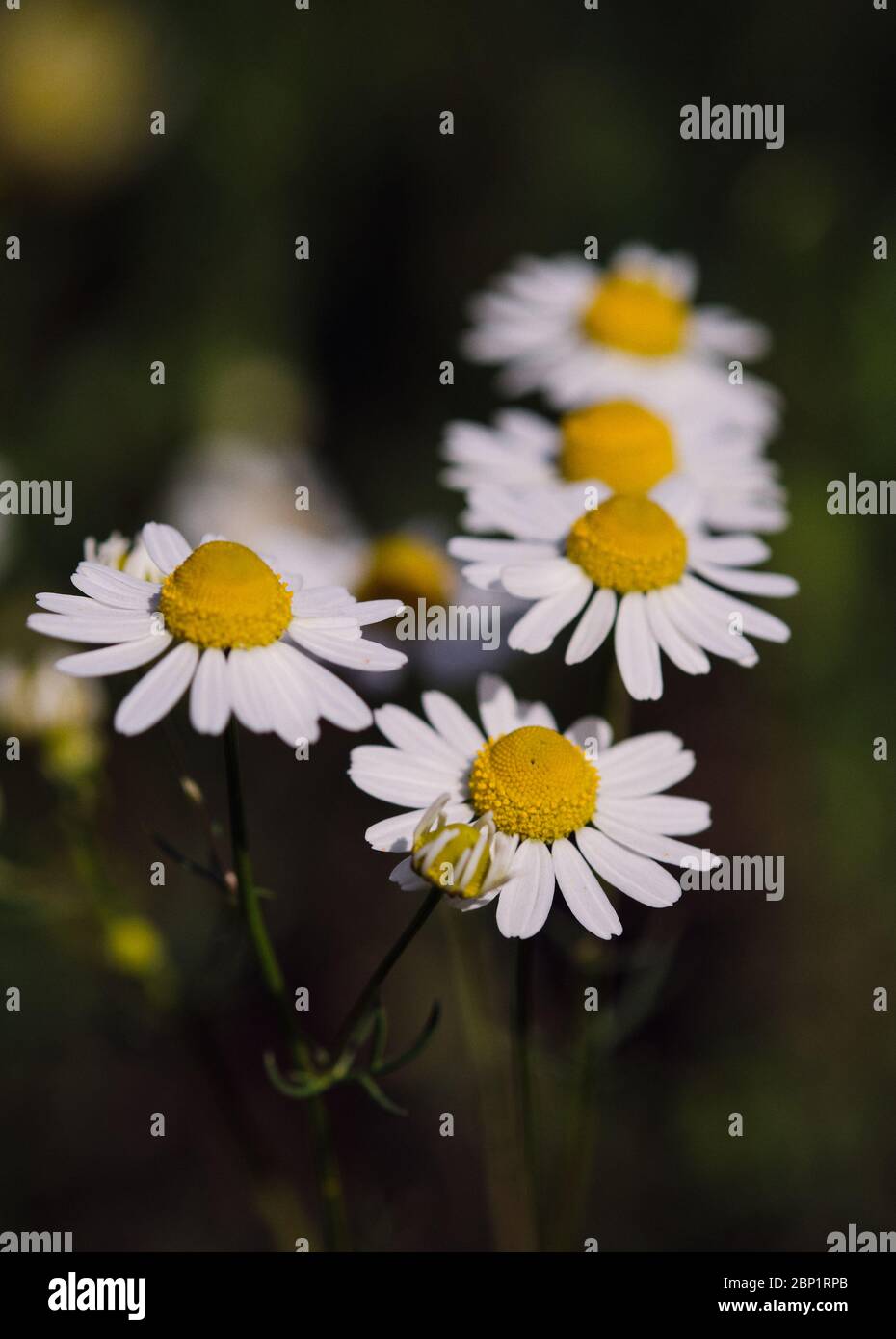 Group of daisy flowers in Italy Stock Photo Alamy