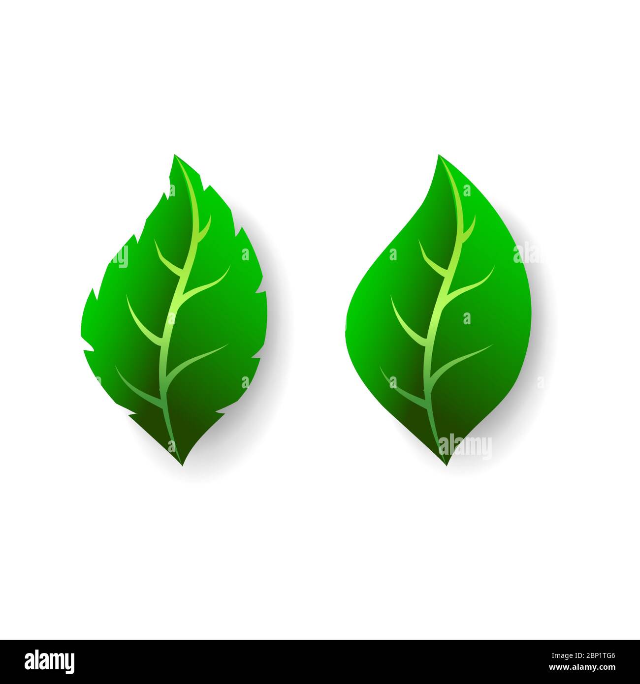 Green leaves isolated on white background. Fresh summer foliage set, vector illustration in flat style Stock Vector