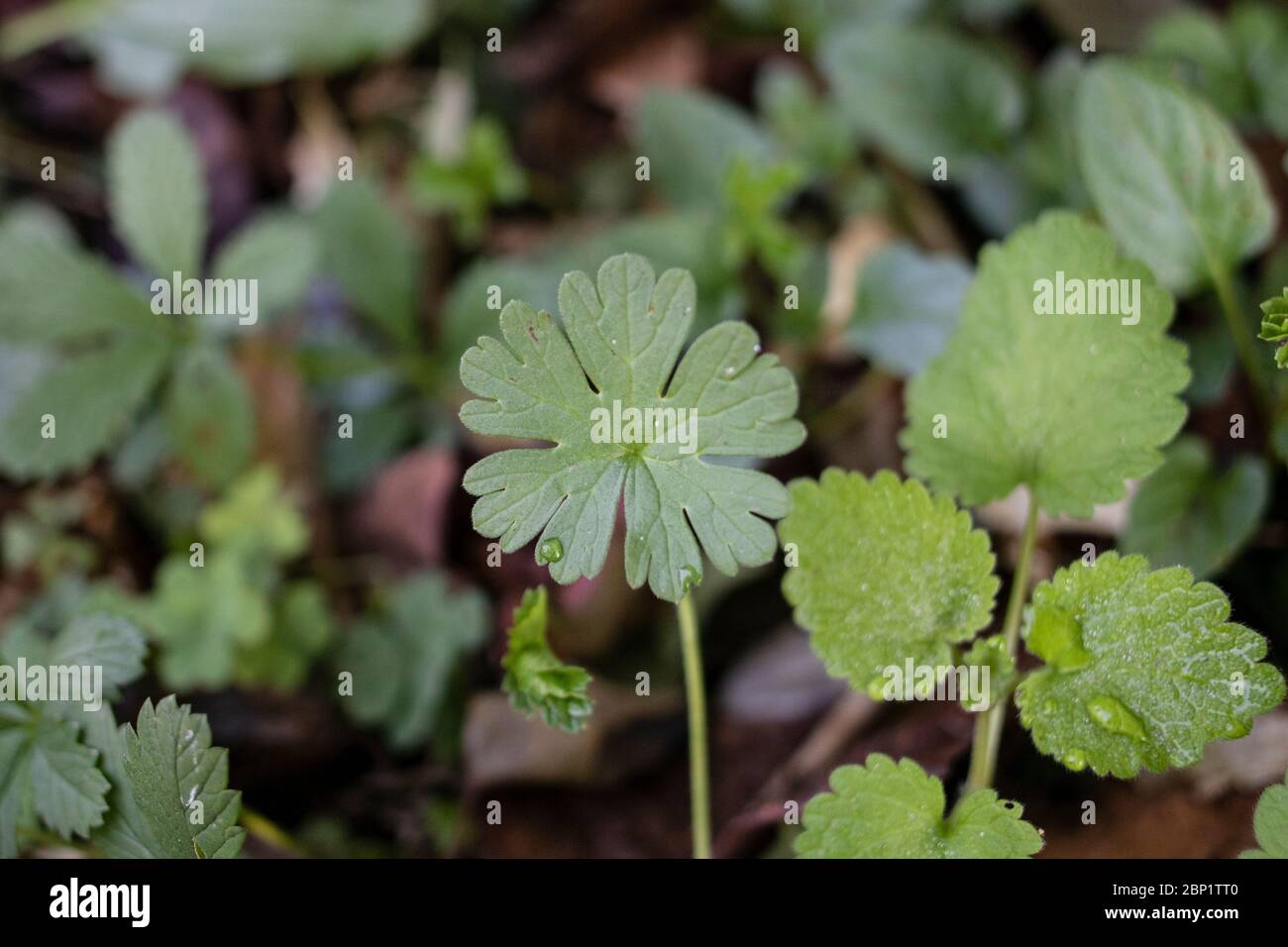 The leaf of the plant, whose Latin name is Geranium lucidum. Close up in green color. Stock Photo