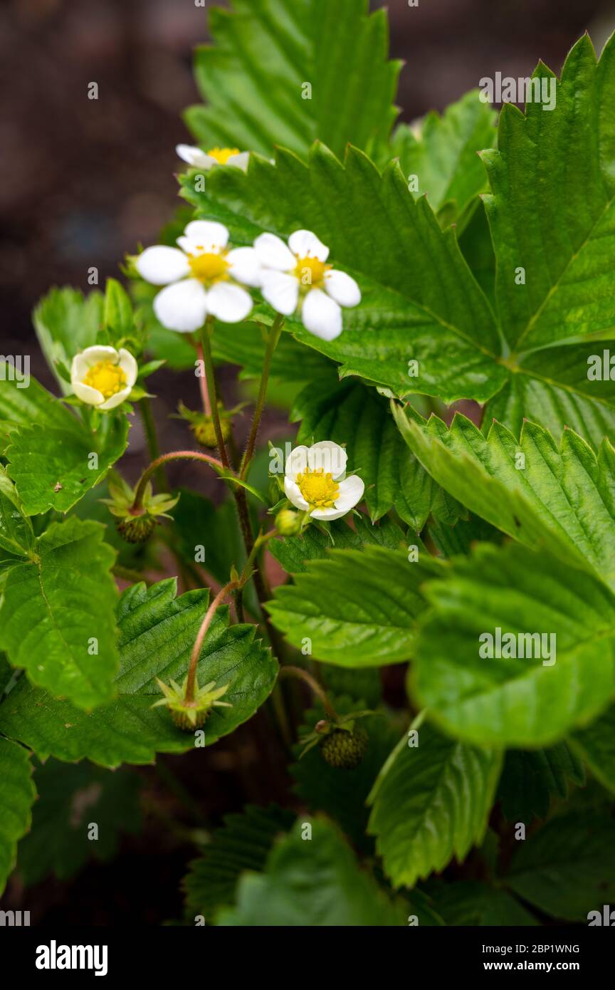 Hanging strawberry flowers hi-res stock photography and images - Alamy