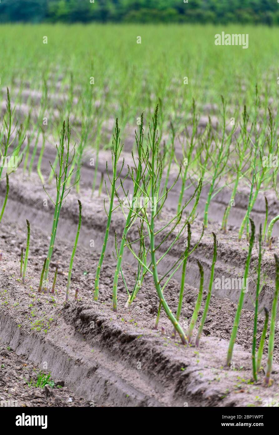 Early summer growth cycle of white asparagus plant, fern development