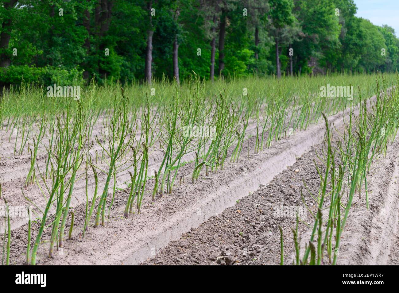 Early summer growth cycle of white asparagus plant, fern development