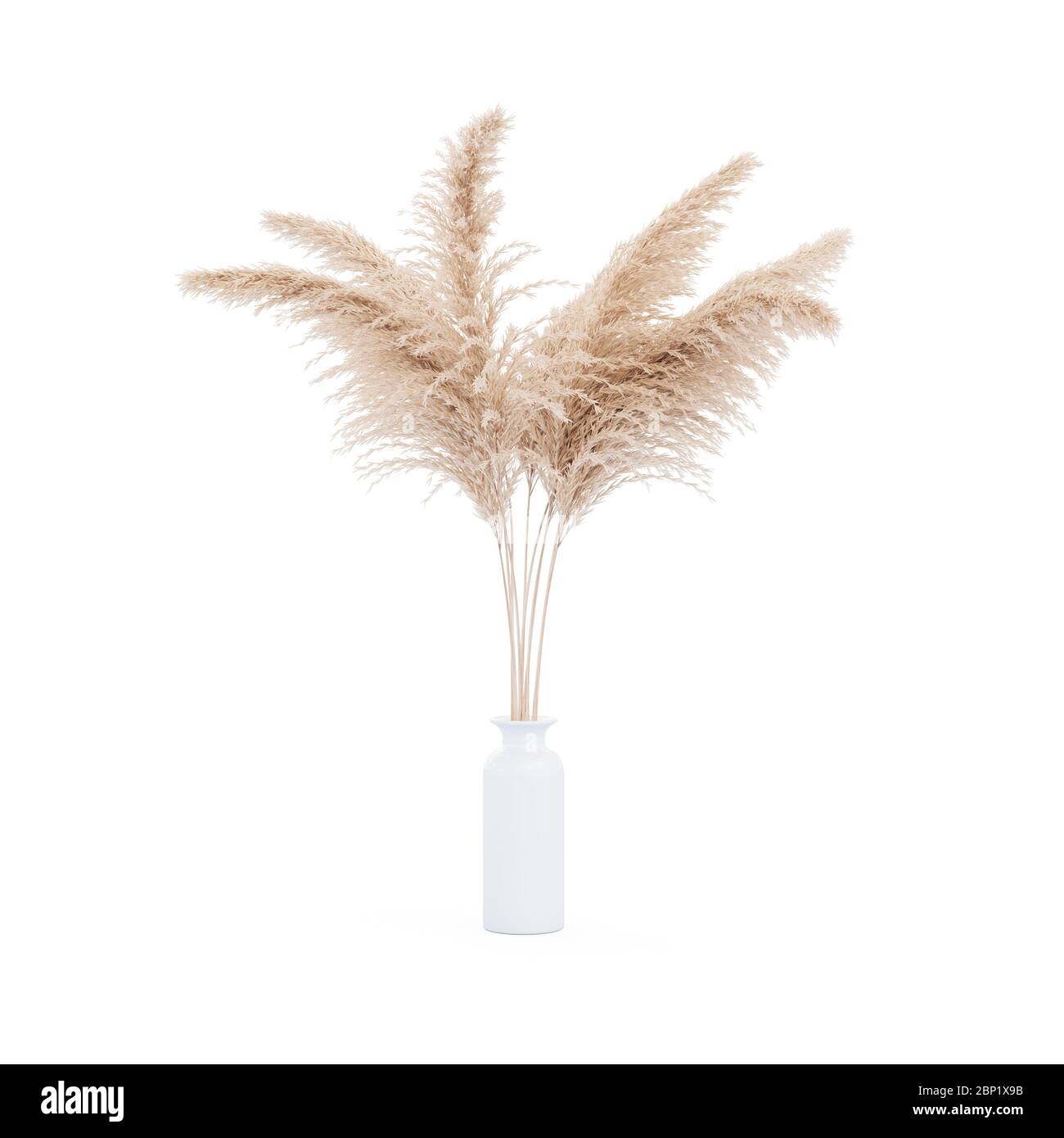 Pampas grass white vase on white background isolated. 3d rendering modern minimalistic pampa concept Stock Photo