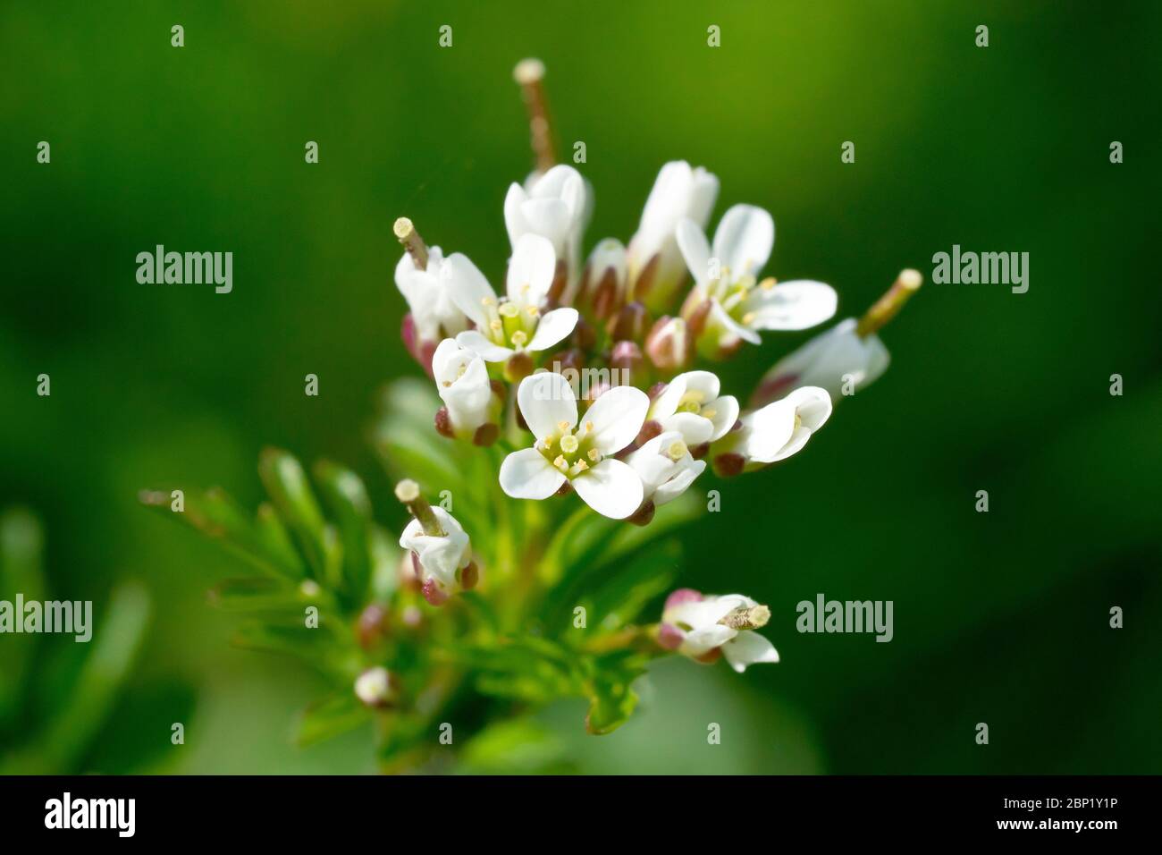 Wavy Bittercress (cardamine flexuosa), close up showing the head of tiny white flowers the plant produces, isolated against a plain green background. Stock Photo