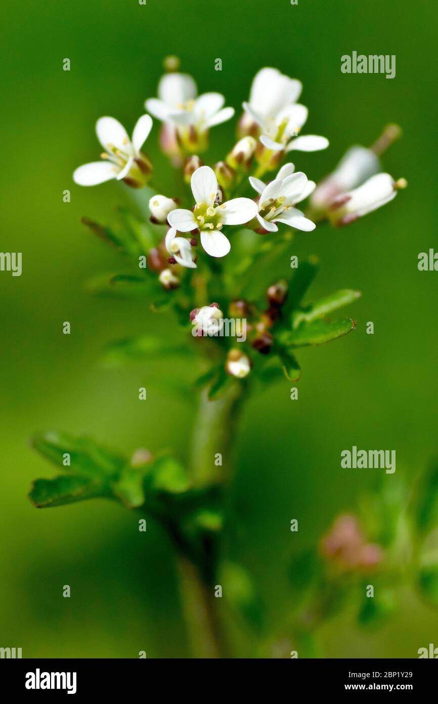 Wavy Bittercress (cardamine flexuosa), close up showing the head of tiny white flowers the plant produces, isolated with shallow depth of field. Stock Photo
