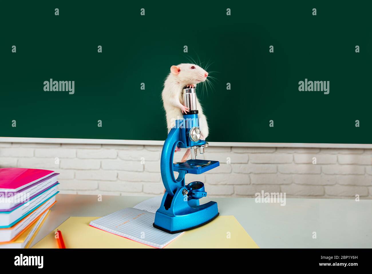 Cute rat on microscope in school laboratory. Funny white rat looking