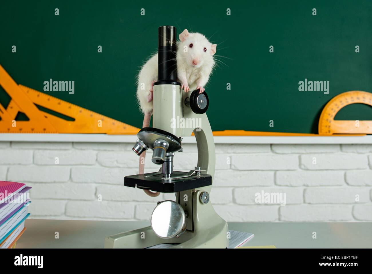 Laboratory rat in a lab. Concept testing of drugs, vaccines