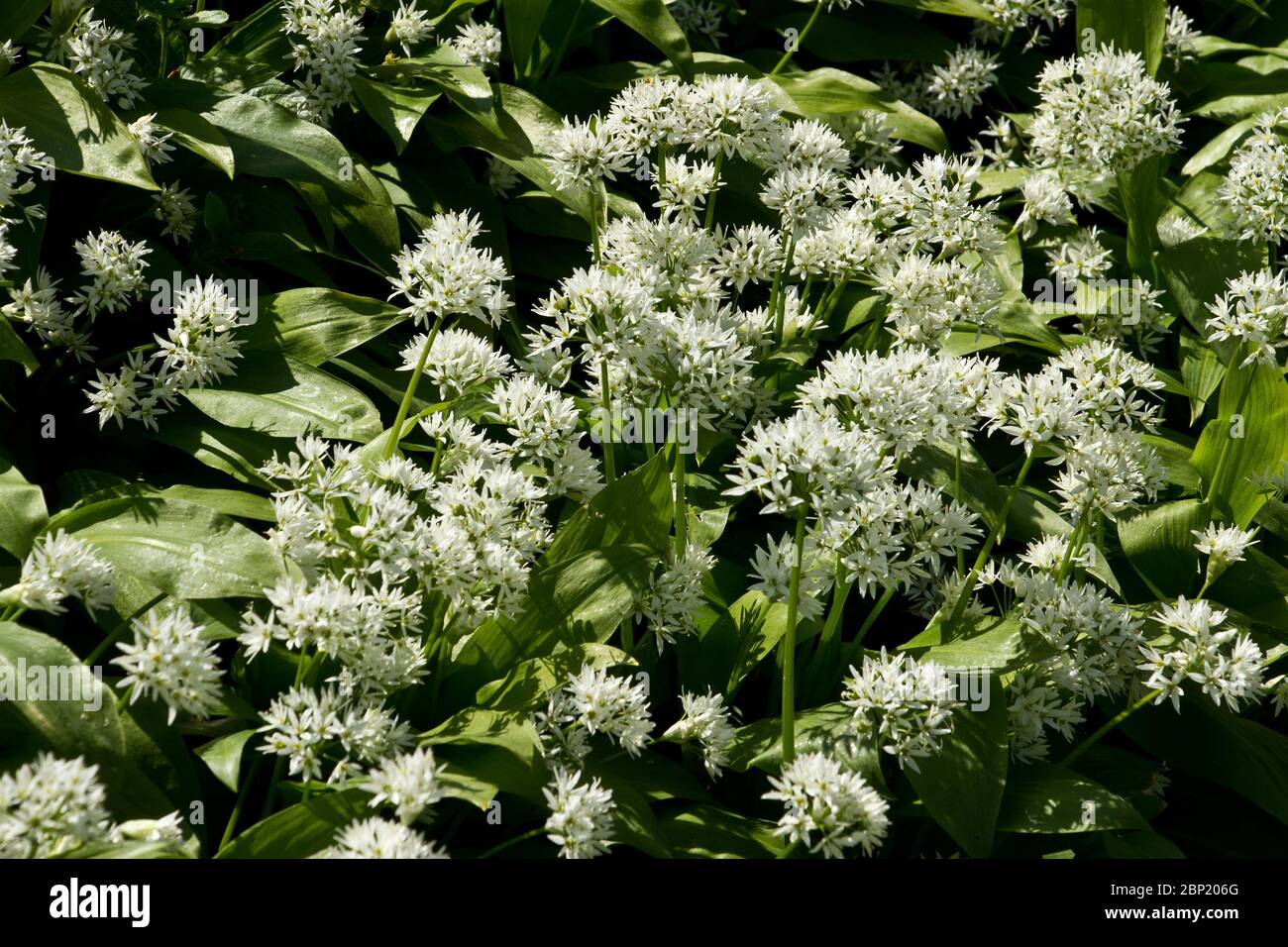 Ramsons grow profusely in deciduous woodlands in spring infusing the air with a distinctive smell of onion or garlic. Stock Photo