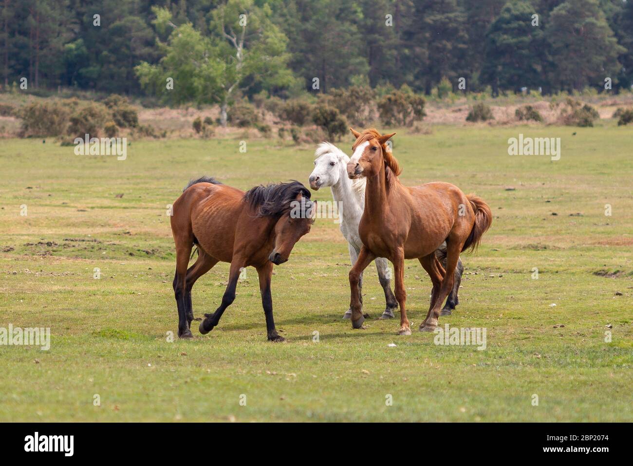 Ogdens, Frogham, Fordingbridge, Hampshire, UK, 17th May 2020, Weather. Warm spring sunshine on the first Sunday after the coronavirus lockdown restrictions were eased. Frisky young New Forest ponies have not heard about the social distancing rules though. Credit: Paul Biggins/Alamy Live News Stock Photo