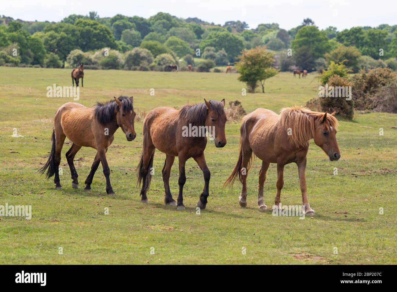Three New Forest ponies walking in a line Stock Photo