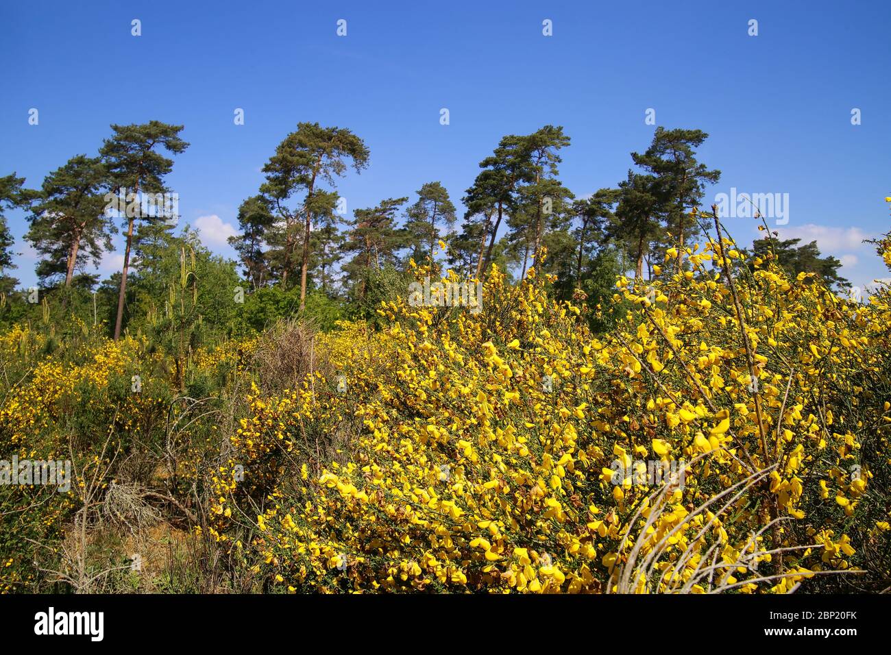 View on yellow blooming brooms bushes (genista pilosa) in dutch heath landscape with scots pine trees (pinus sylvestris) against blue sky - Swalmen, N Stock Photo