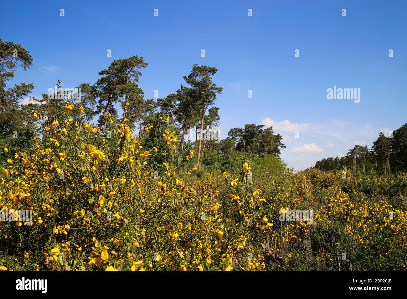 View on yellow blooming brooms bushes (genista pilosa) in dutch heath landscape with scots pine trees (pinus sylvestris) against blue sky - Swalmen, N Stock Photo