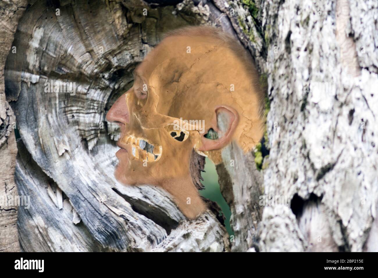 Lateral view of human skull merging into human head, arising from tree. Concept: tree of life, evolution, Darwin, humanity, nature, genesis, existence Stock Photo