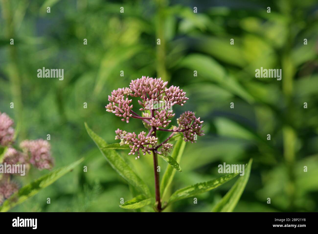 Close up of a stalk of Joe Pye Weed filled with flower buds in a garden with a blurred background in Wisconsin, USA Stock Photo