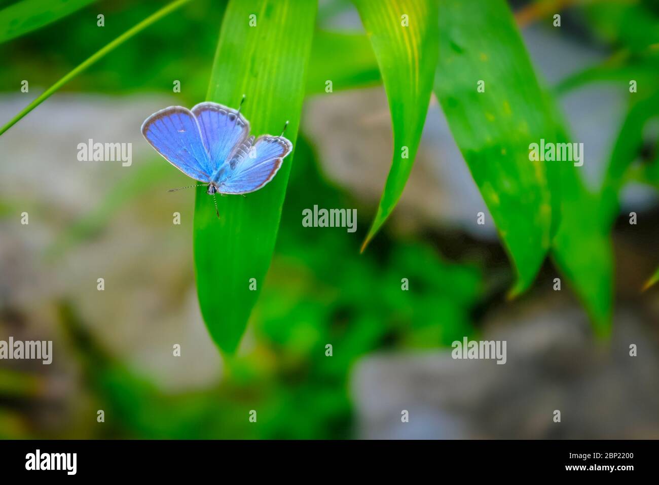 Small blue butterfly on a long leaf with blurred leafy and rocky
