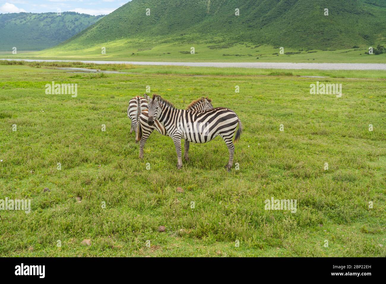 Zebra posing and curiously looking on safari in Ngongoro crater. Other zebra is walking in distance on dry plains of Ngorongoro crater near Serengeti Stock Photo