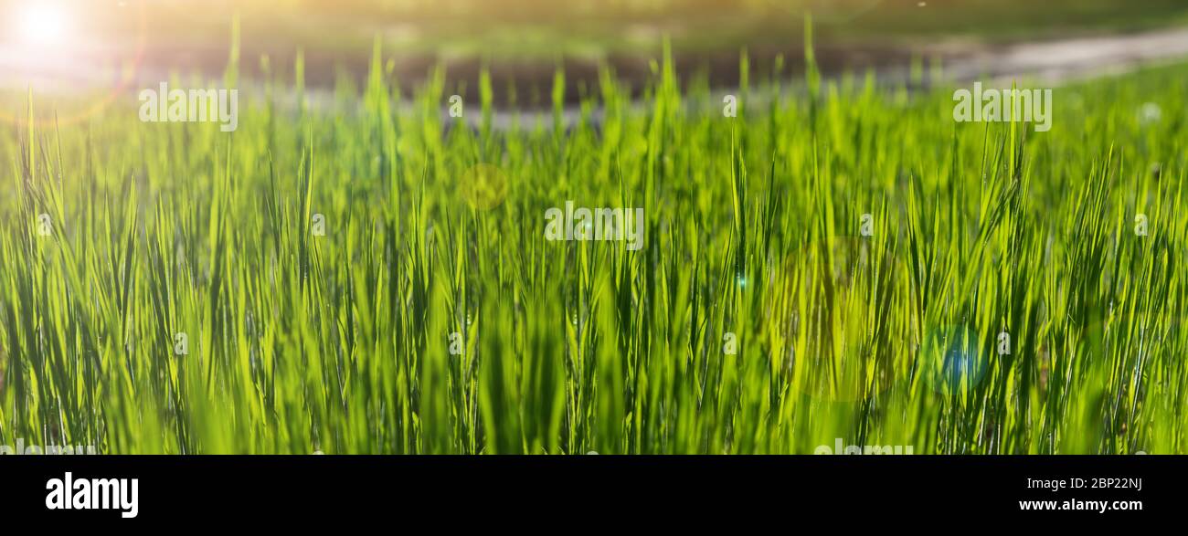 Abstract summer background. Green grass on a background of sunset forest and sun flare. Stock Photo