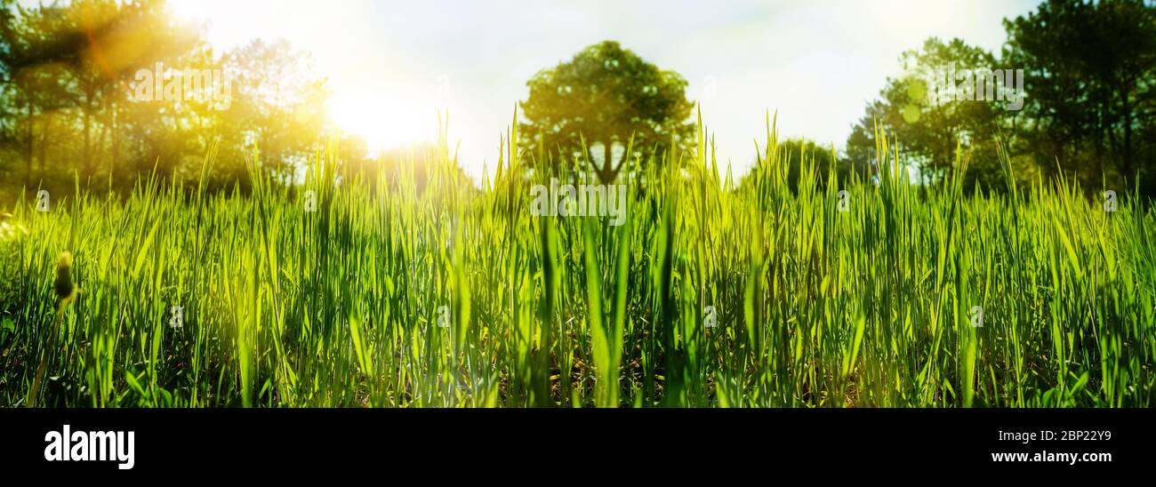 Abstract summer background. Green grass on a background of sunset forest and sun flare. Stock Photo