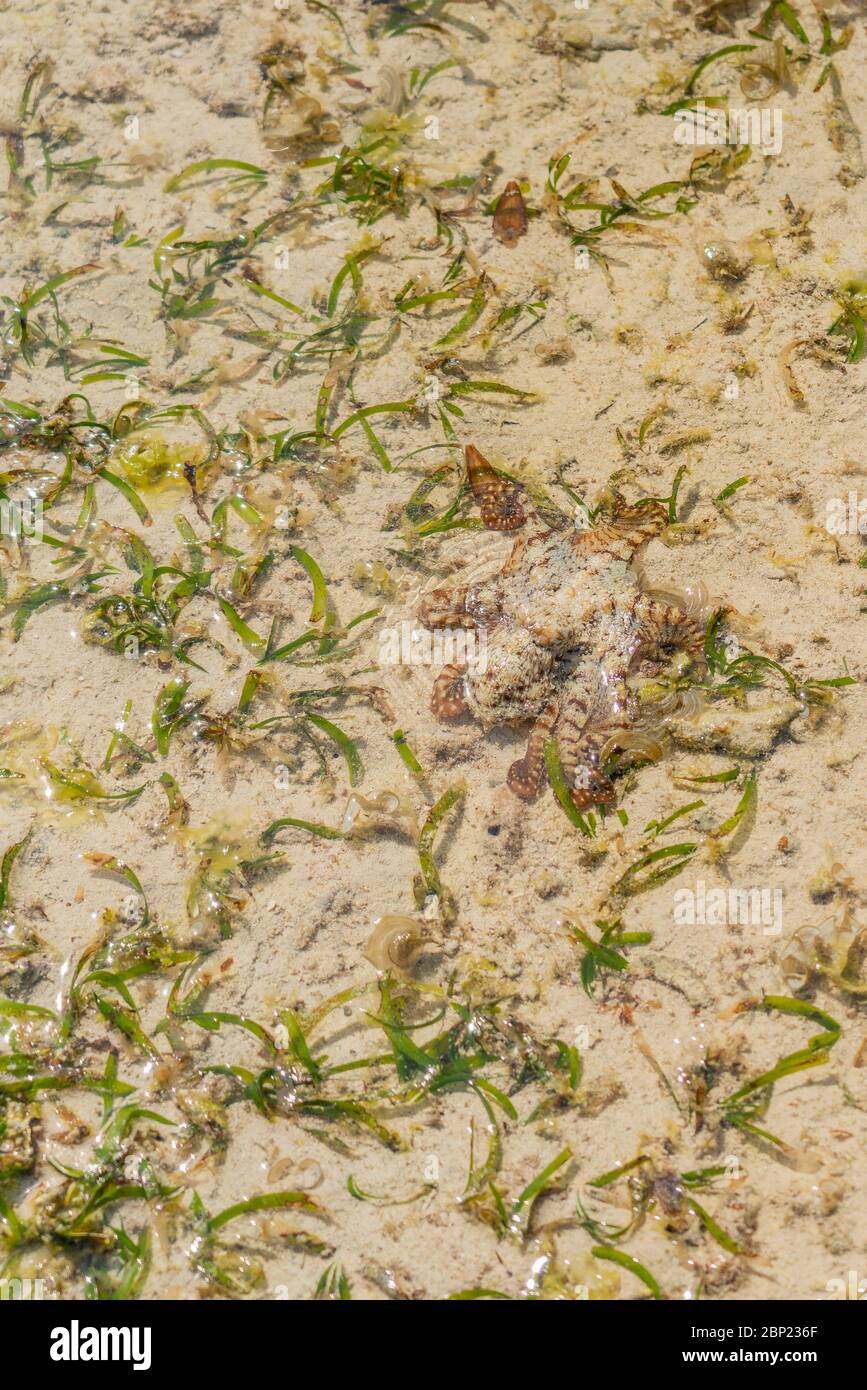A colorful large octopus climbs along the beach sand. A live octopus just caught in the sea. A cephalopod with eight tentacles spread in all direction Stock Photo