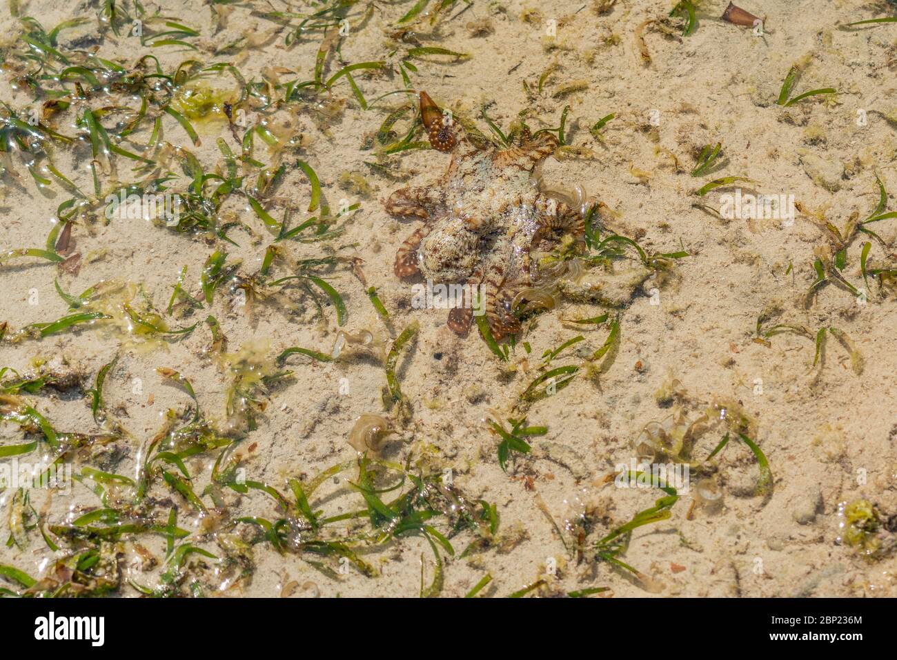 A colorful large octopus climbs along the beach sand. A live octopus just caught in the sea. A cephalopod with eight tentacles spread in all direction Stock Photo
