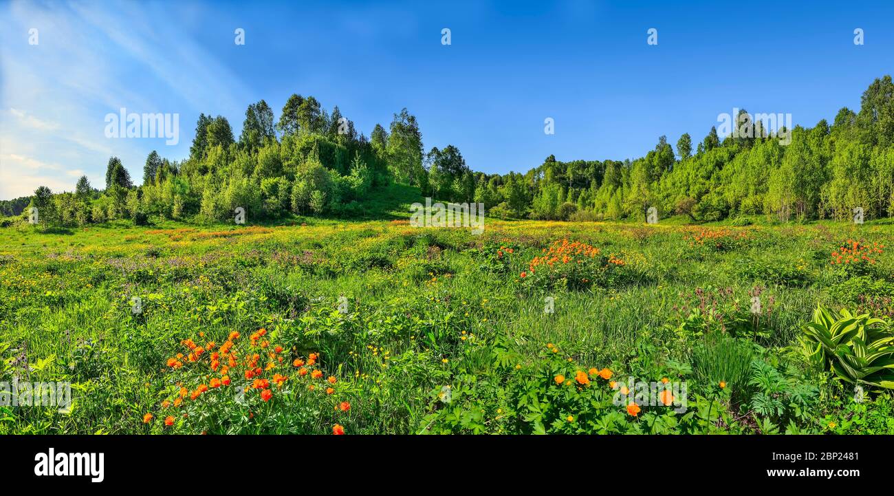 Summer panorama of rural landscape with blossoming forest glade or meadow. Wild colorful flowers and orange Trollius altaicus, Ranunculaceae flowering Stock Photo